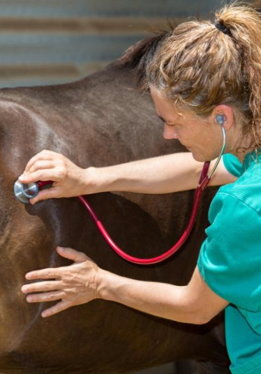 female vet in green scrubs assessing a horse